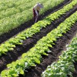 四柱推命の十干 己(つちのと)の性質と性格を調べてみよう！
